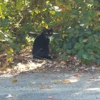 Feral Cats Populate Long Island